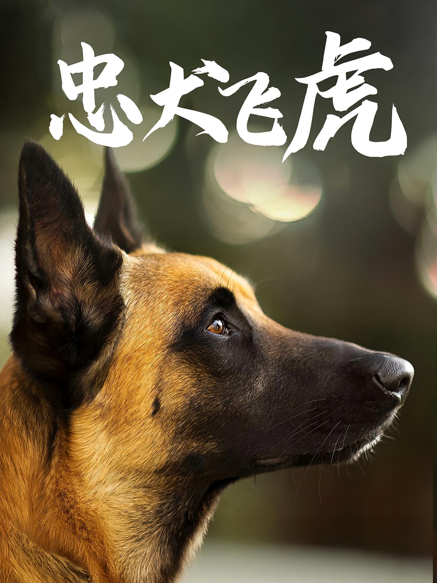 短剧忠犬飞虎在线播放超高清全集完整版。讲述忠犬飞虎与主人的感人守护故事，以真挚情感与热血情节打动人心。超高清画质呈现细腻画面，全集完整版无删减，流畅在线观看，带你体验人犬之间的深厚情谊与温暖陪伴。  第1张
